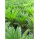 Sago Palm / Cycas revoluta
